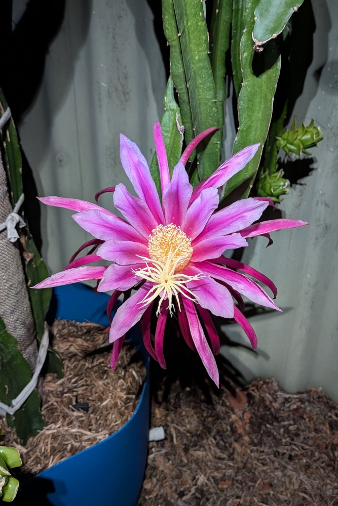 Night Flower
